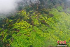 江西婺源篁岭万亩梯田油菜花竞相绽放 云雾缭绕下尽显诗情画意